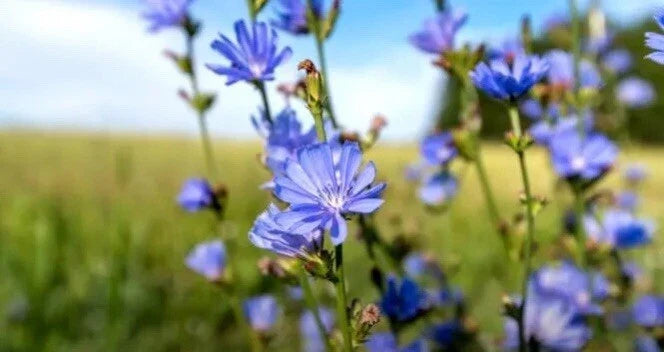 Chicory Seeds - Italian Dandelion, NON-GMO, Deer Plot, Coffee Weed, Cichorium intybus, Herbaceous Perennial Seed Pack
