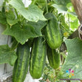 H-19 Little Leaf Cucumber Seeds - Organic Vegetable Seeds for Small Gardens & Containers - Cucumis sativus, USA