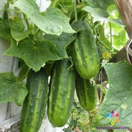 H-19 Little Leaf Cucumber Seeds - Organic Vegetable Seeds for Small Gardens & Containers - Cucumis sativus, USA