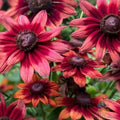 Cherry Brandy Rudbeckia Seeds - 200+ Non-GMO Flower Seeds for Garden Beds & Containers - Rudbeckia hirta
