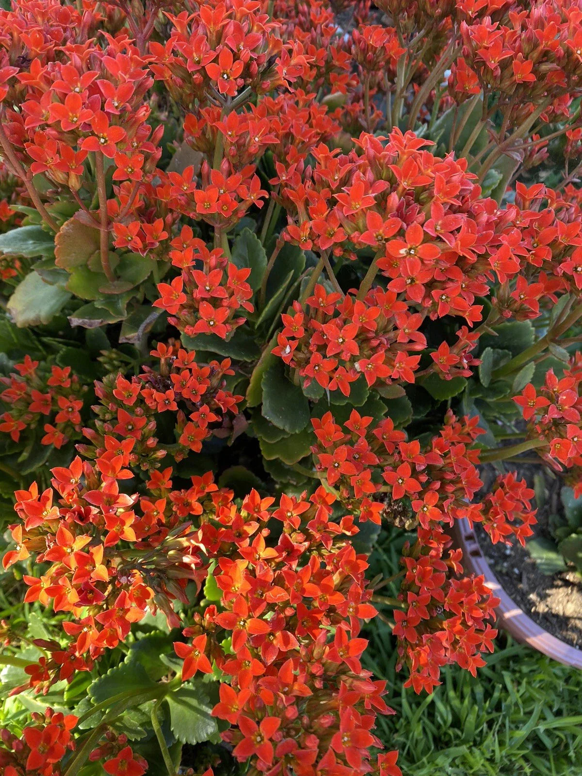 Organic Kalanchoe Blossfeldiana Succulent Cuttings - 3 Pack, Orange Florist Kalanchoe, Indoor/Outdoor Plant, Easy Care