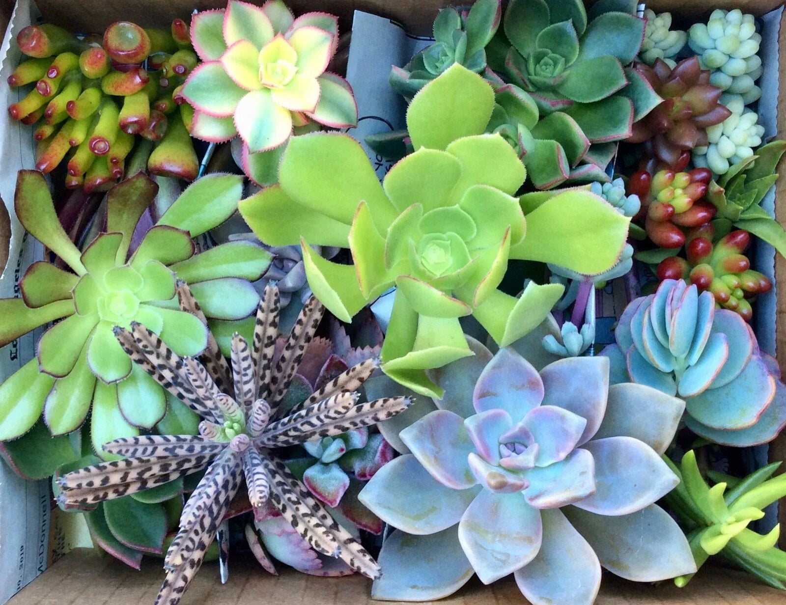 Assorted Succulent Cuttings Pack – 55 Varieties for DIY Gardens, Terrariums & Arrangements – Easy Propagation