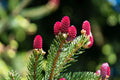 Red Spruce Tree Seeds 30 Picea Rubens Evergreen Conifer for Landscaping & Reforestation
