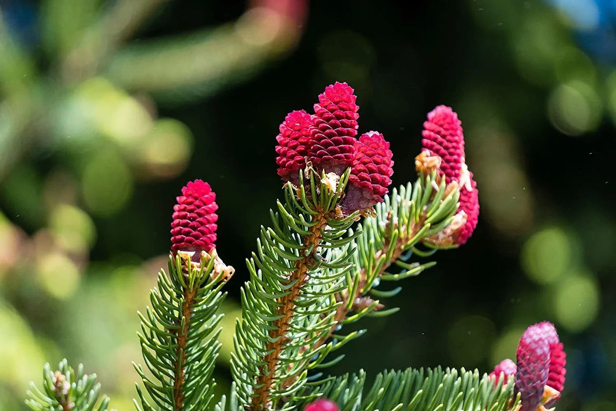 Red Spruce Tree Seeds 30 Picea Rubens Evergreen Conifer for Landscaping & Reforestation