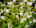 White Geranium Seeds – Pelargonium x hortorum – Garden Planting, Easy to Grow, Non-GMO, Full Sun to Partial Shade, 25+ Seeds