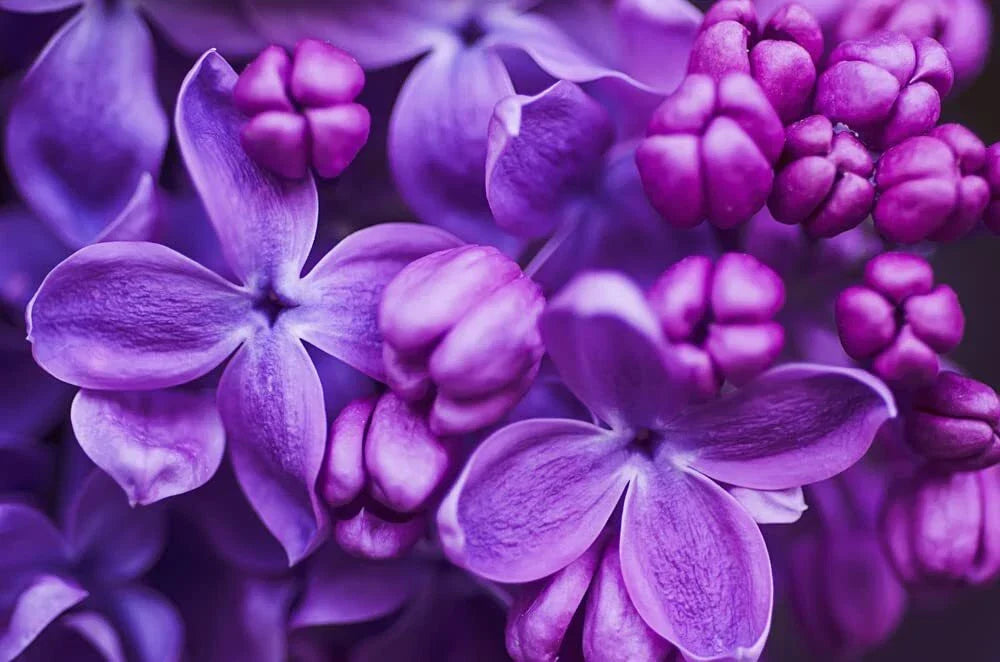 Purple Lilac Seeds - 100 Count Syringa vulgaris for Gardens & Landscaping, Fragrant Purple Flowers