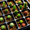 Hardy Exotic Cactus Seeds Mix | Non-GMO Succulents for Indoor & Outdoor Gardening | Rare Desert Plants