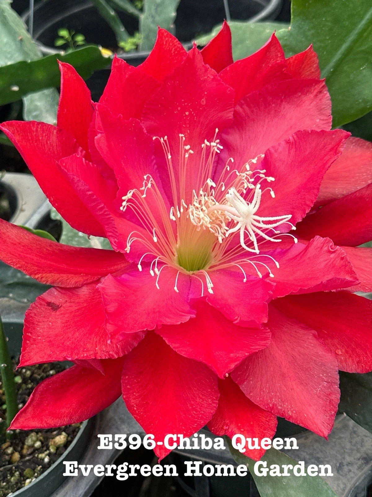 Epiphyllum Orchid Cactus “Chiba Queen” Rooted Houseplant in 4” Pot, Tropical Succulent, Climbing & Trailing, Easy Care