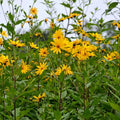 Bare Root Jerusalem Artichoke Plants - Edible Perennial Herb - Helianthus tuberosus - 3 Pack