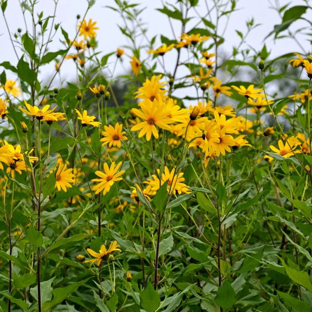Bare Root Jerusalem Artichoke Plants - Edible Perennial Herb - Helianthus tuberosus - 3 Pack