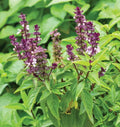 Licorice Basil Seeds 200+ Count, Persian Herb, Ocimum basilicum, Non-GMO, Culinary Herb, Garden Seeds, Indoor & Outdoor Planting