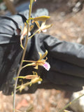 Eulophia Graminea Mini Orchid - Blooming Size Chinese Crown Ground Plant for Indoor & Outdoor Gardens