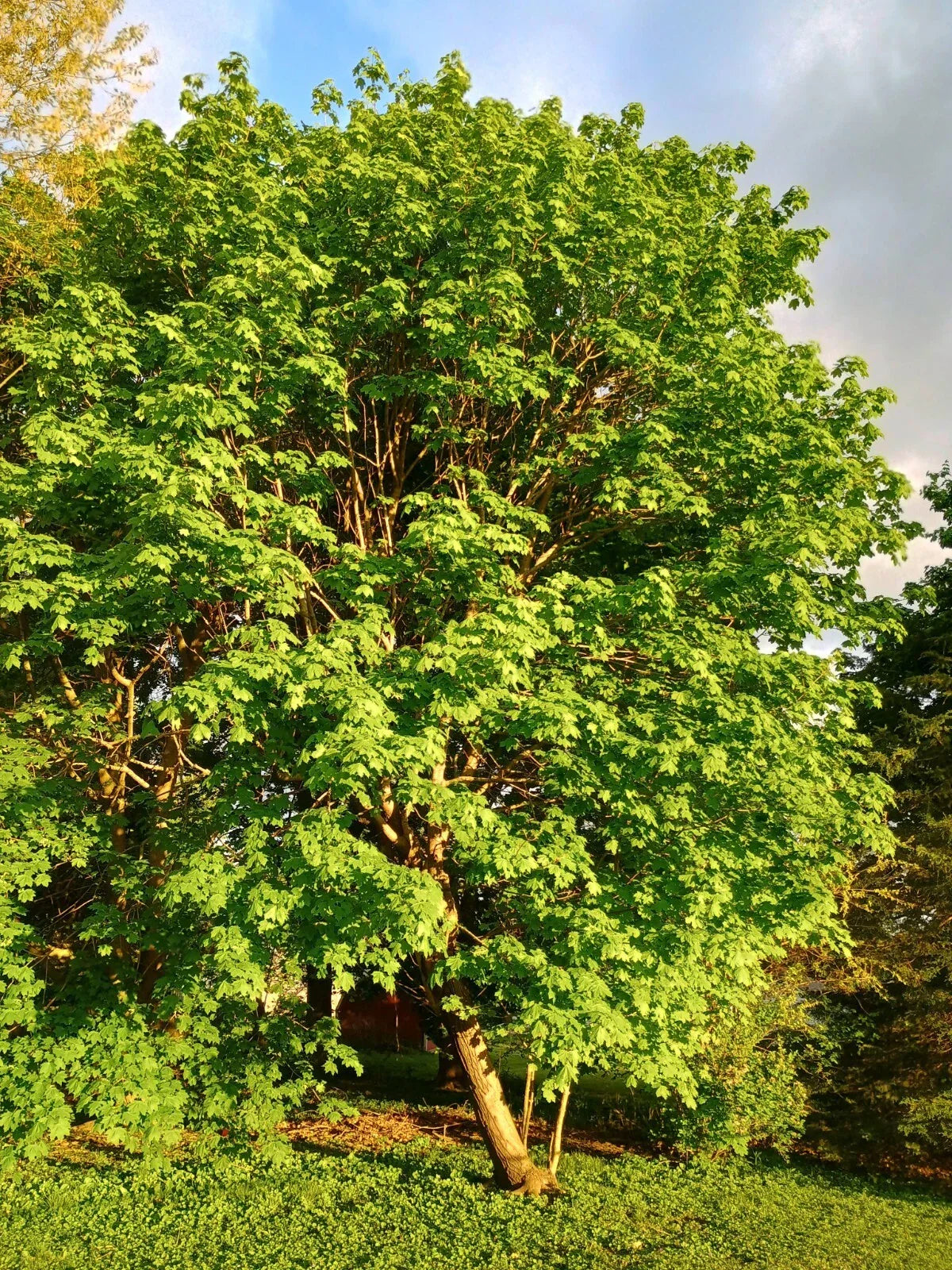 Sugar Maple Tree Seedling Bare Root Acer saccharum for Landscaping and Syrup Production