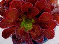 Aeonium Kokino Hybrid Succulent Cuttings - 2 Fresh & Healthy Rosette Plants, Rare Variety, Indoor & Outdoor Garden Plant