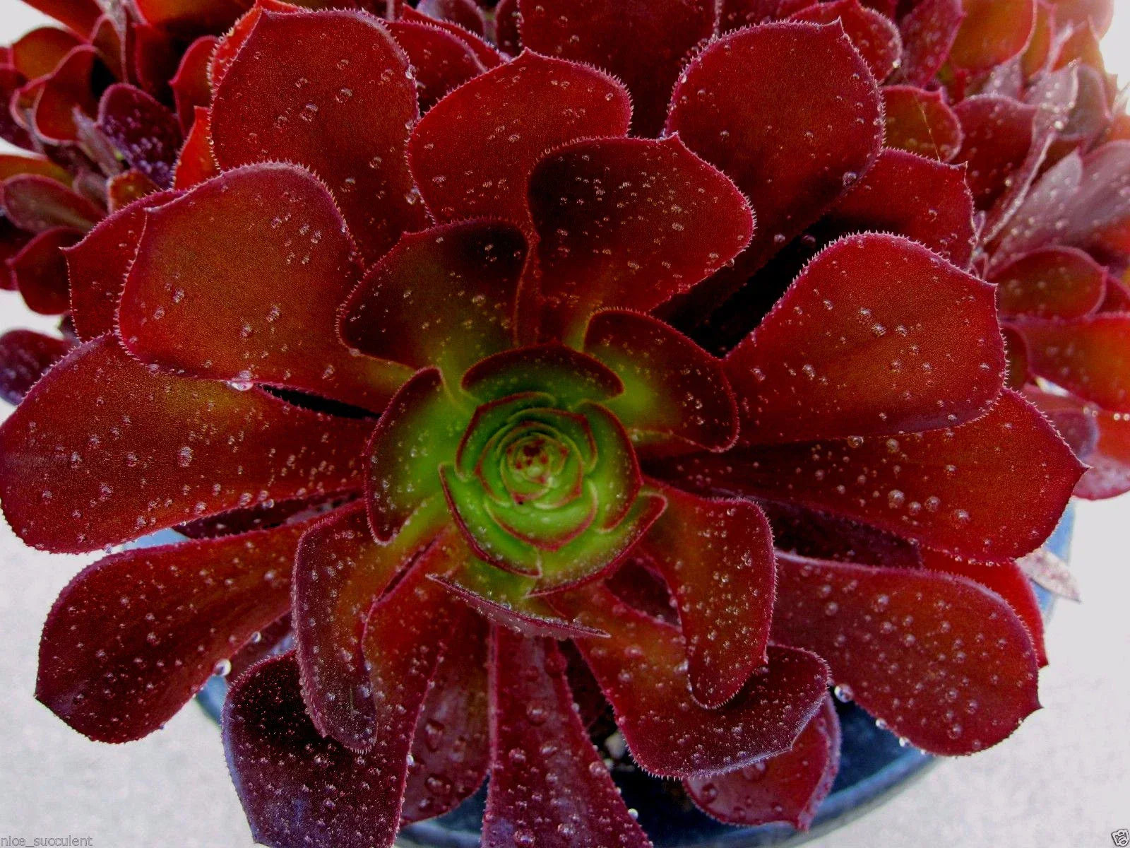 Aeonium Kokino Hybrid Succulent Cuttings - 2 Fresh & Healthy Rosette Plants, Rare Variety, Indoor & Outdoor Garden Plant
