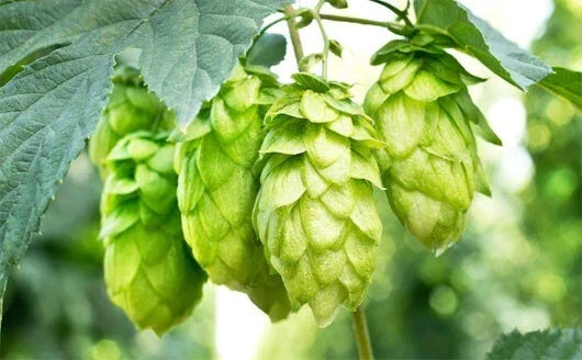 Hops Vine Seeds - Japanese Hops, Perennial Climbing Vine, Humulus lupulus, for Brewing & Garden