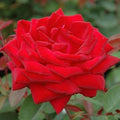 Kashmir Rose Plant Cuttings - 4 Live Flower Cuttings with Vibrant Red Blooms - Rosa spp.