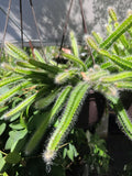 Selenicereus Testudo Dog Tail Cactus Succulent Cuttings - 2 Trailing Indoor Plant, Easy Care, Drought Tolerant