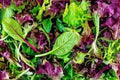 Organic Heirloom Mesclun Lettuce Seed Mix for Salad Greens, Loose Leaf, Lactuca sativa, Non-GMO, Gourmet Garden Seeds