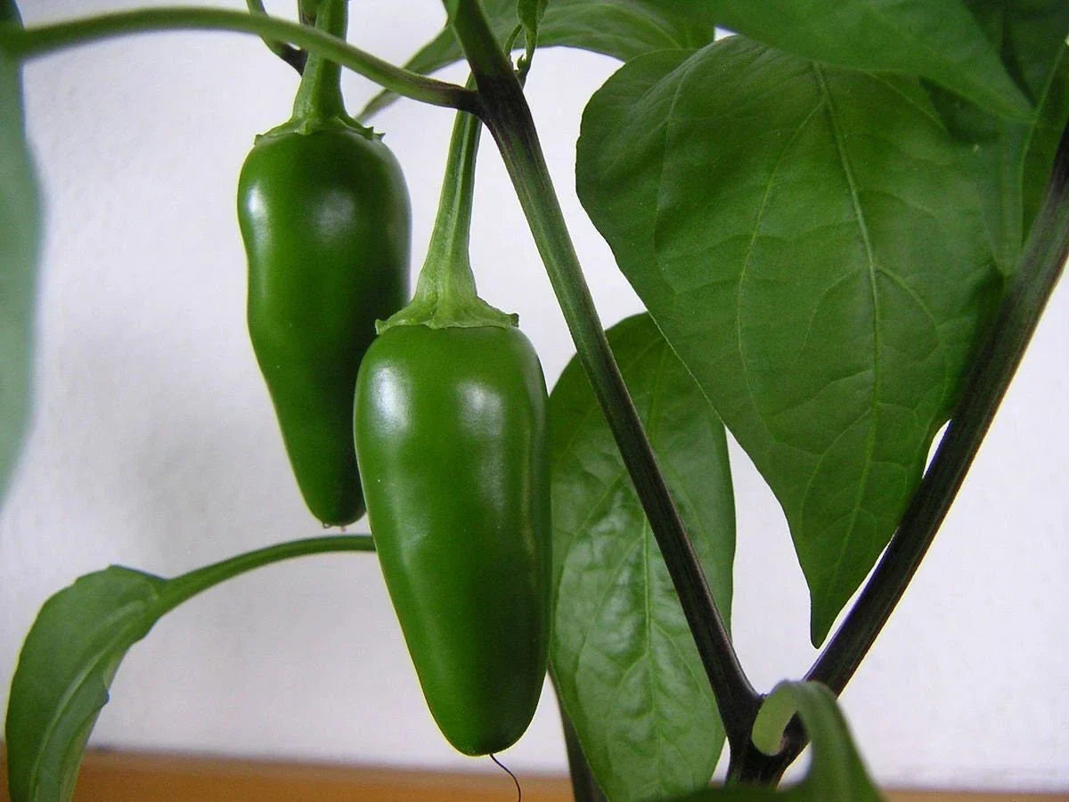 Jalapeno Hot Spicy Pepper Seeds Non-GMO Vegetable Garden Seeds Capsicum annuum for Salsas & Cooking