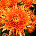 Citrus Glow Mum Seeds - 200 Chrysanthemum morifolium Bright Orange & Yellow Blooms for Gardens & Containers