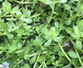Live Bare Root Bacopa Monnieri Brahmi Water Hyssop Aquatic Plant - 20 Pack for Ponds & Water Gardens