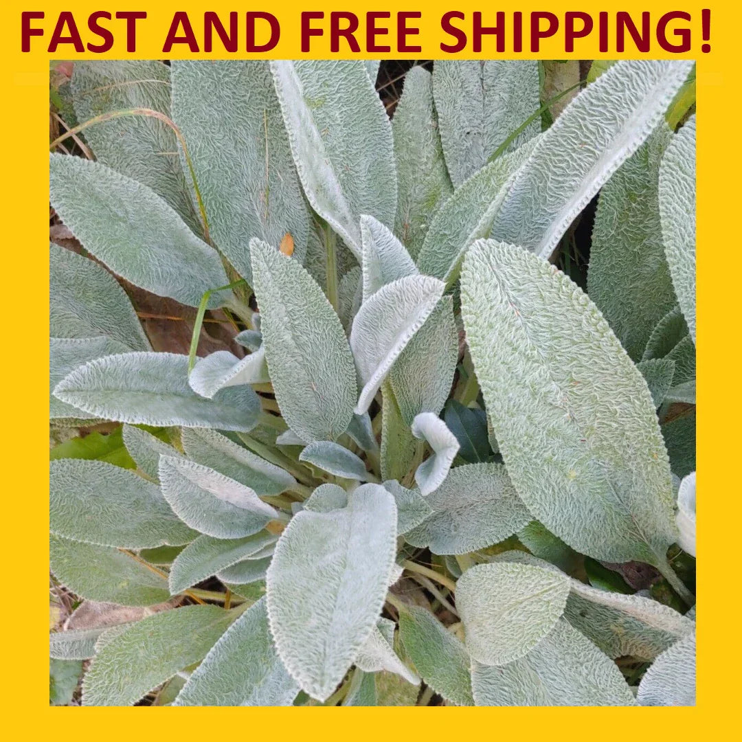 Lamb's Ear Plant - Live Rooted Perennials - Soft Fuzzy Green Leaves - Stachys byzantina - Herbal Tea, Ground Cover, Border Plants
