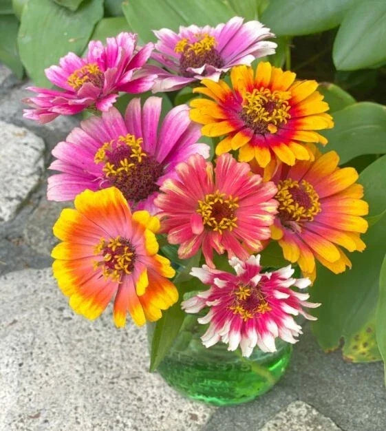 Zinnia Seeds - 100+ Carrousel Mixed Colors for Garden Planting - Zinnia elegans - Full Sun, Easy to Grow