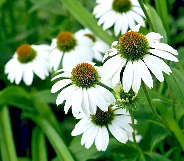 Echinacea Seeds Snow White Coneflower 100 Pack - Large Daisy-Like Flowers, Pollinator Attractant, USA Seller