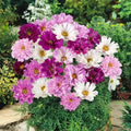 Double Click Cosmos Seeds - Mixed Colors, Butterfly Attracting, Cosmos bipinnatus, Annual Flower, 200+ Pack