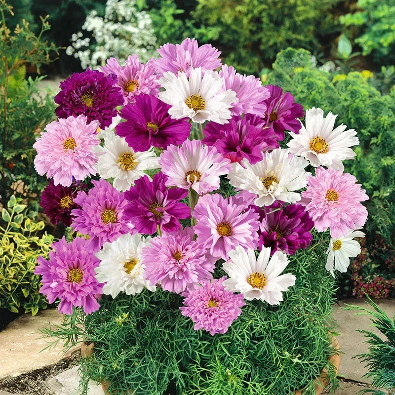 Double Click Cosmos Seeds - Mixed Colors, Butterfly Attracting, Cosmos bipinnatus, Annual Flower, 200+ Pack