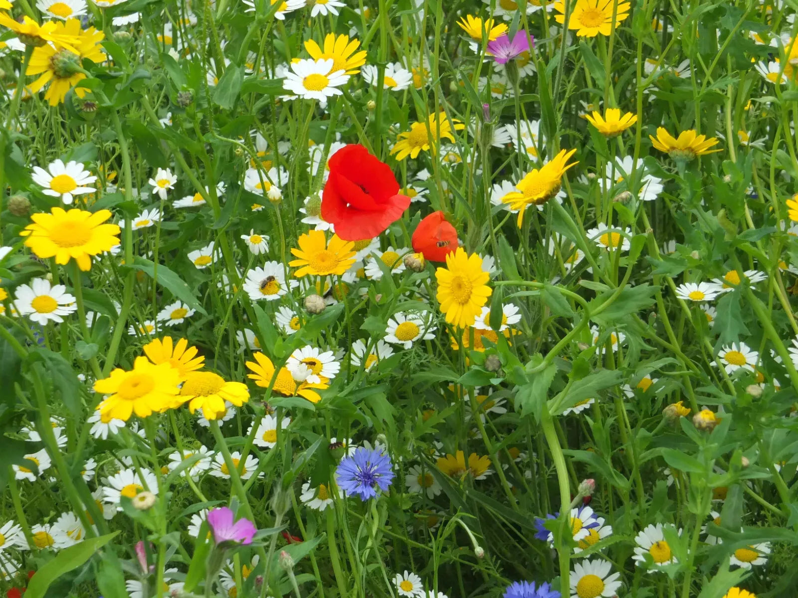 Dry Land Wildflower Seed Mix – 20 Native Drought-Tolerant Species for Arid Landscapes, Eco-Friendly Xeriscaping