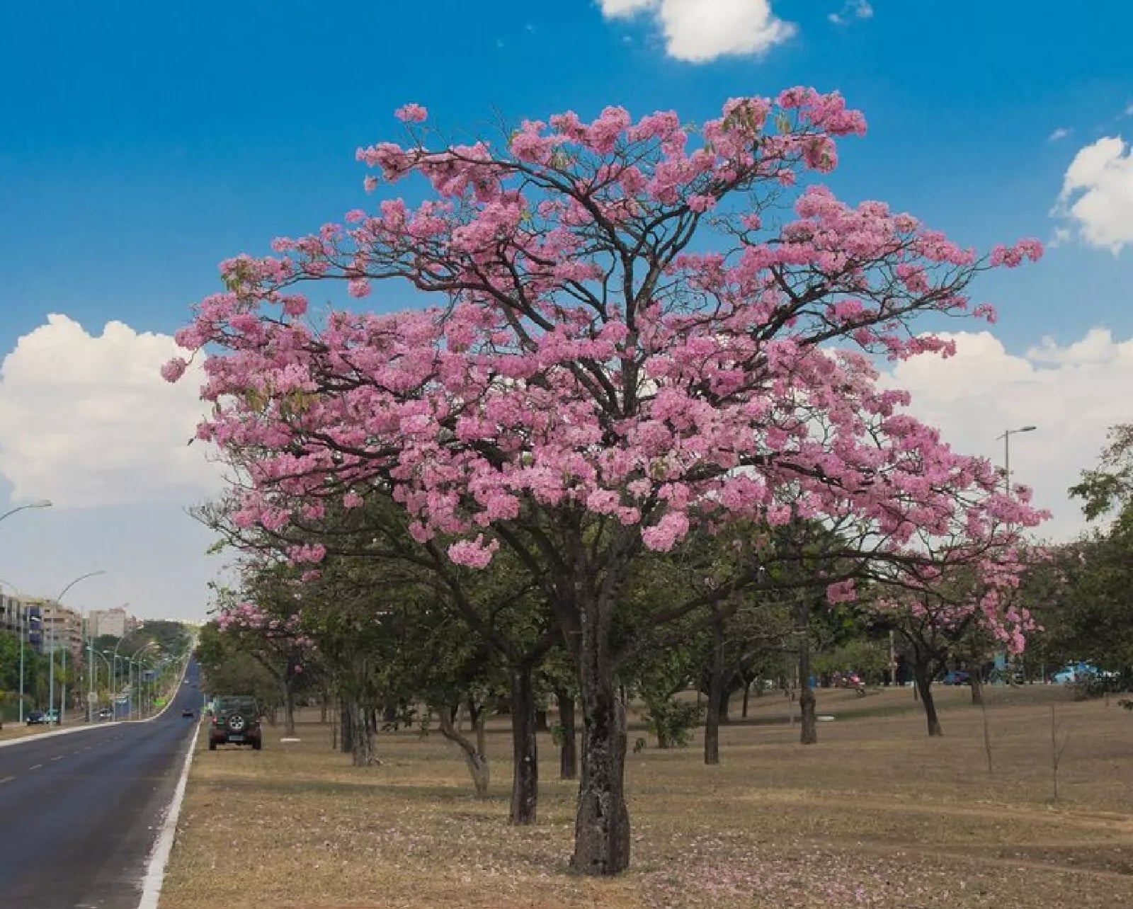 Pink Trumpet Tree Seeds - Pre-Stratified 15 Seeds - Tabebula rosea - Tropical Flowering Tree for Gardens & Landscapes