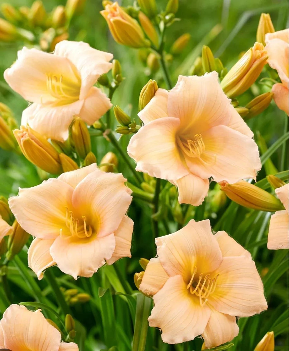 Mini Pearl Daylily Bare Root Plant with Vibrant Golden Beige Blooms - Hemerocallis hybrida Perennial