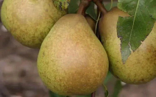 Josephine de Malines Pear Seeds – 25+ Premium Pyrus communis Fruit Tree Seeds for Garden Planting