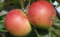 Braeburn Apple Seeds - 25+ Fruit Tree Seeds for Home Garden, Malus domestica, USA Grown