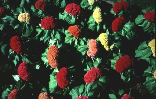 Celosia Amigo Mix Seeds - Colorful Flowering Plants for Garden Beds and Containers - Celosia argentea