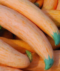 North Georgia Candy Roaster Seeds - 10 Seeds, Heirloom Cucurbita maxima, Sweet Squash for Baking & Roasting