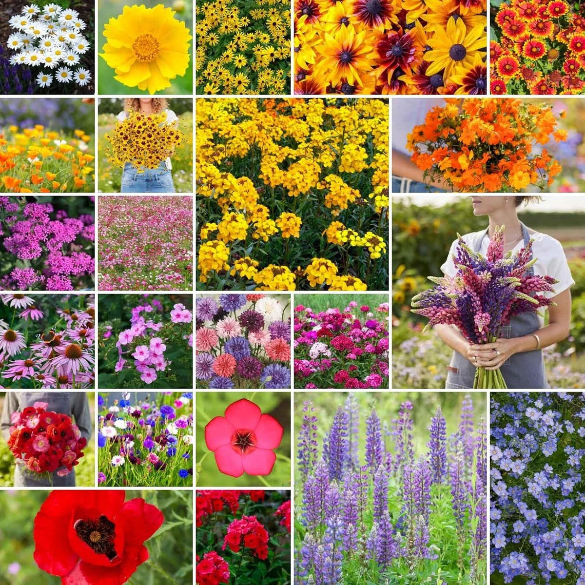 Northeast Wildflower Seed Mix 1/4 lb, Native Flower Varieties for Pollinators, Eco-Friendly Garden Seeds, Over 120,000 Seeds