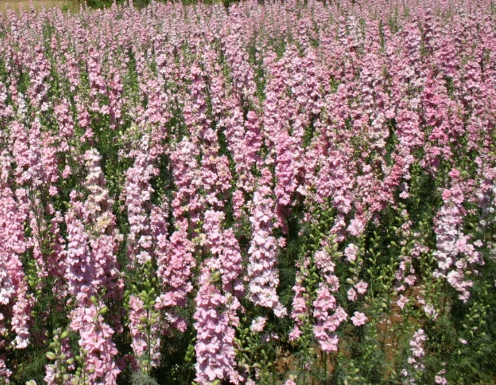 Rocket Larkspur Seeds - 500 Non-GMO Pink Pastel Flowers for Pollinators - Delphinium ajacis, Summer Bloom, Cottage Garden