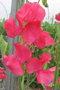 Nozaki Cerise Sweet Pea Seeds - 50+ Pack, Climbing Vine, Vibrant Cerise-Pink Flowers, Lathyrus odoratus, Garden Planting, Free Shipping
