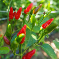 Birdseye Chili Pepper Seeds - 50+ Capsicum frutescens Hot Seeds for Spicy Garden, Container Growing