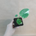 Monstera Thai Constellation 3-Inch Pot, Variegated Indoor Houseplant, Monstera deliciosa 'Thai Constellation'