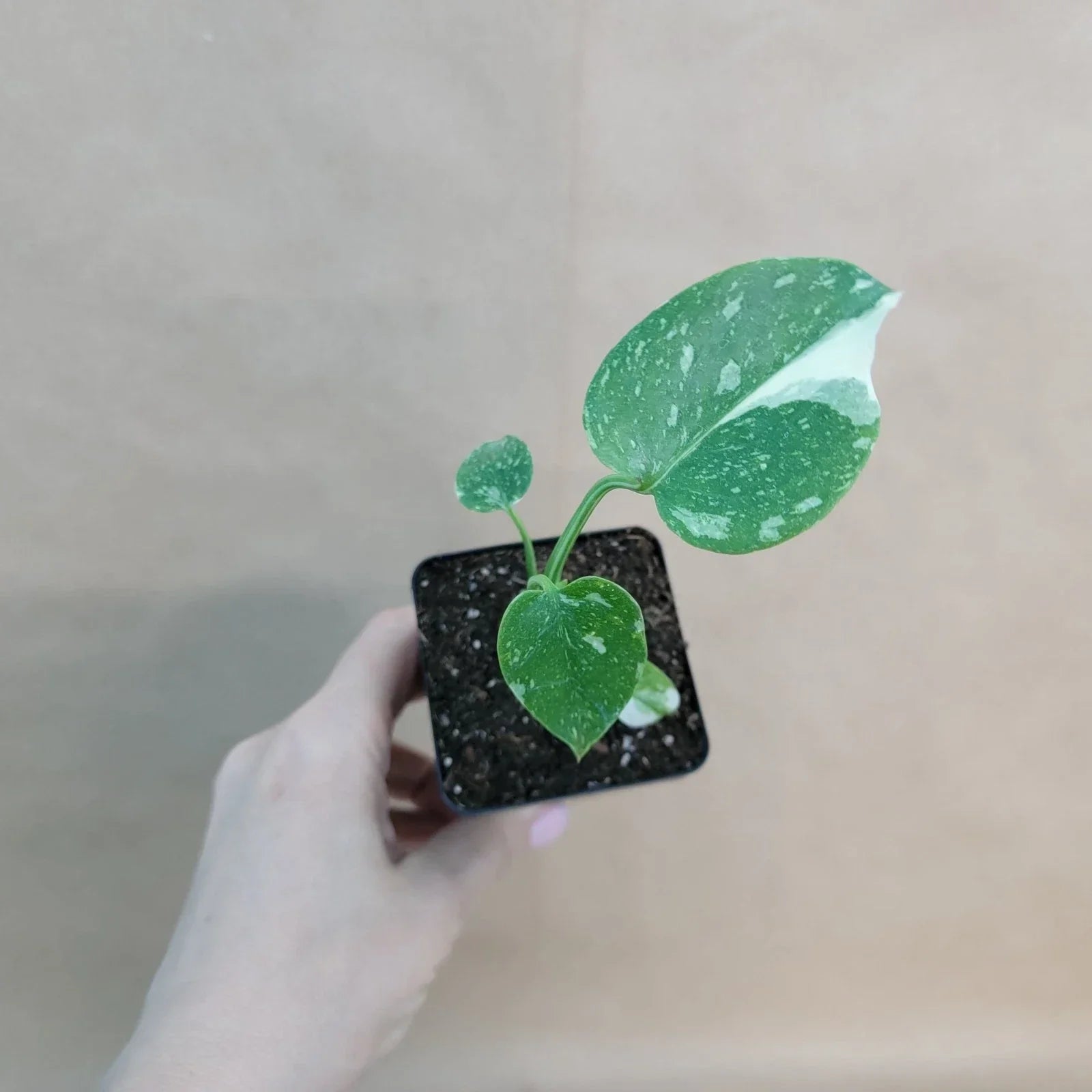 Monstera Thai Constellation 3-Inch Pot, Variegated Indoor Houseplant, Monstera deliciosa 'Thai Constellation'