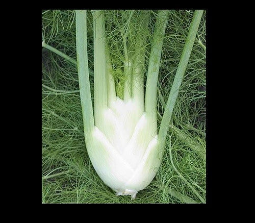 Florence Fennel Seeds - Perennial Herb, Anise Aroma, Licorice Flavor, Foeniculum vulgare dulce, Culinary & Garden Plant
