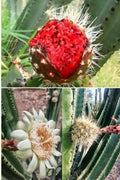 Mexican Pitaya Cactus Seeds - 20 Rare Stenocereus thurberi Organ Pipe Desert Plant Seeds