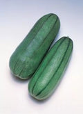 Pickling Melon Seeds - 20 Pack Green Striped Cucumis melo var. conomon for Pickling, Organic, Non-GMO, Home Garden, Vining, Full Sun