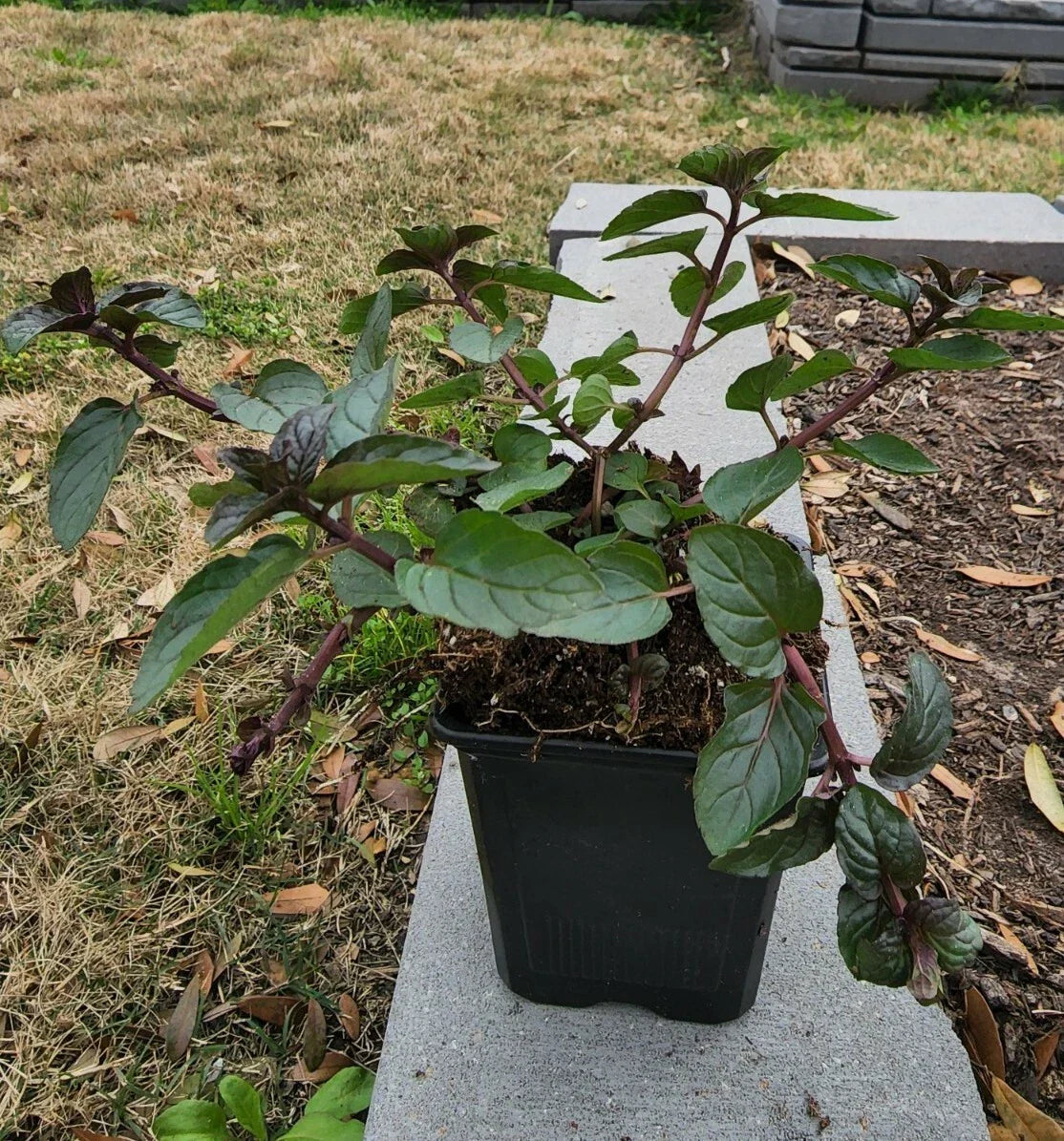 Spearmint Plant in Soil 5" - 8" | Mentha spicata | Culinary & Medicinal Herb