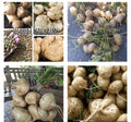 Jicama Seeds - 50+ Pachyrhizus erosus Mexican Yam Bean Turnip for Home Garden, Climbing Vine, Non-GMO