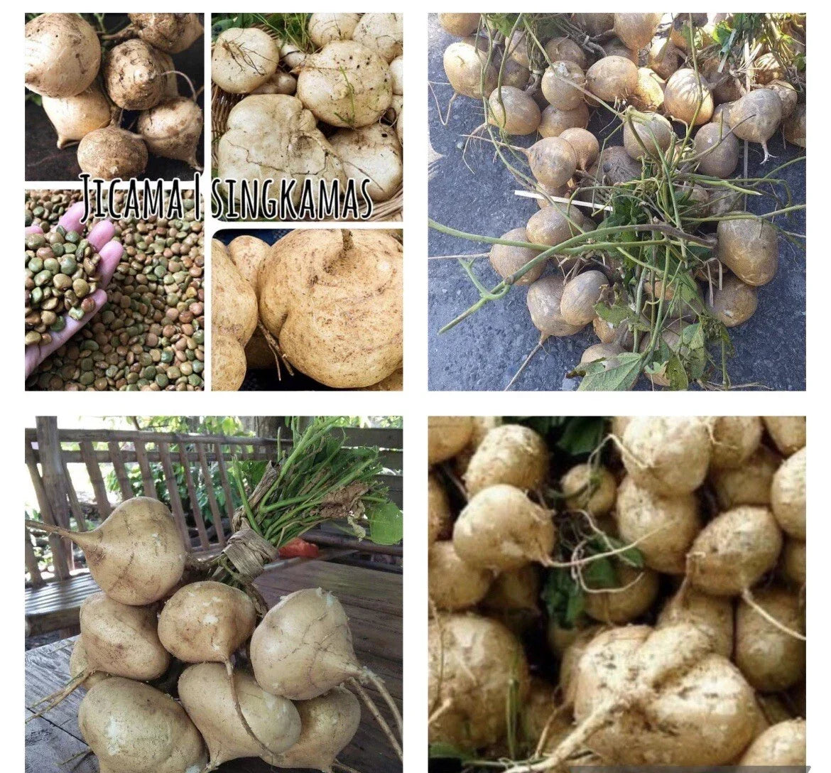Jicama Seeds - 50+ Pachyrhizus erosus Mexican Yam Bean Turnip for Home Garden, Climbing Vine, Non-GMO